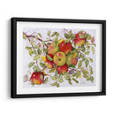Manzanas - Marcia Matcham | Cuadro decorativo de Canvas Lab