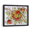 Manzanas - Marcia Matcham | Cuadro decorativo de Canvas Lab