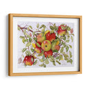 Manzanas - Marcia Matcham | Cuadro decorativo de Canvas Lab