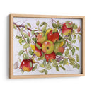 Manzanas - Marcia Matcham | Cuadro decorativo de Canvas Lab
