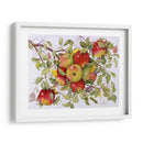 Manzanas - Marcia Matcham | Cuadro decorativo de Canvas Lab