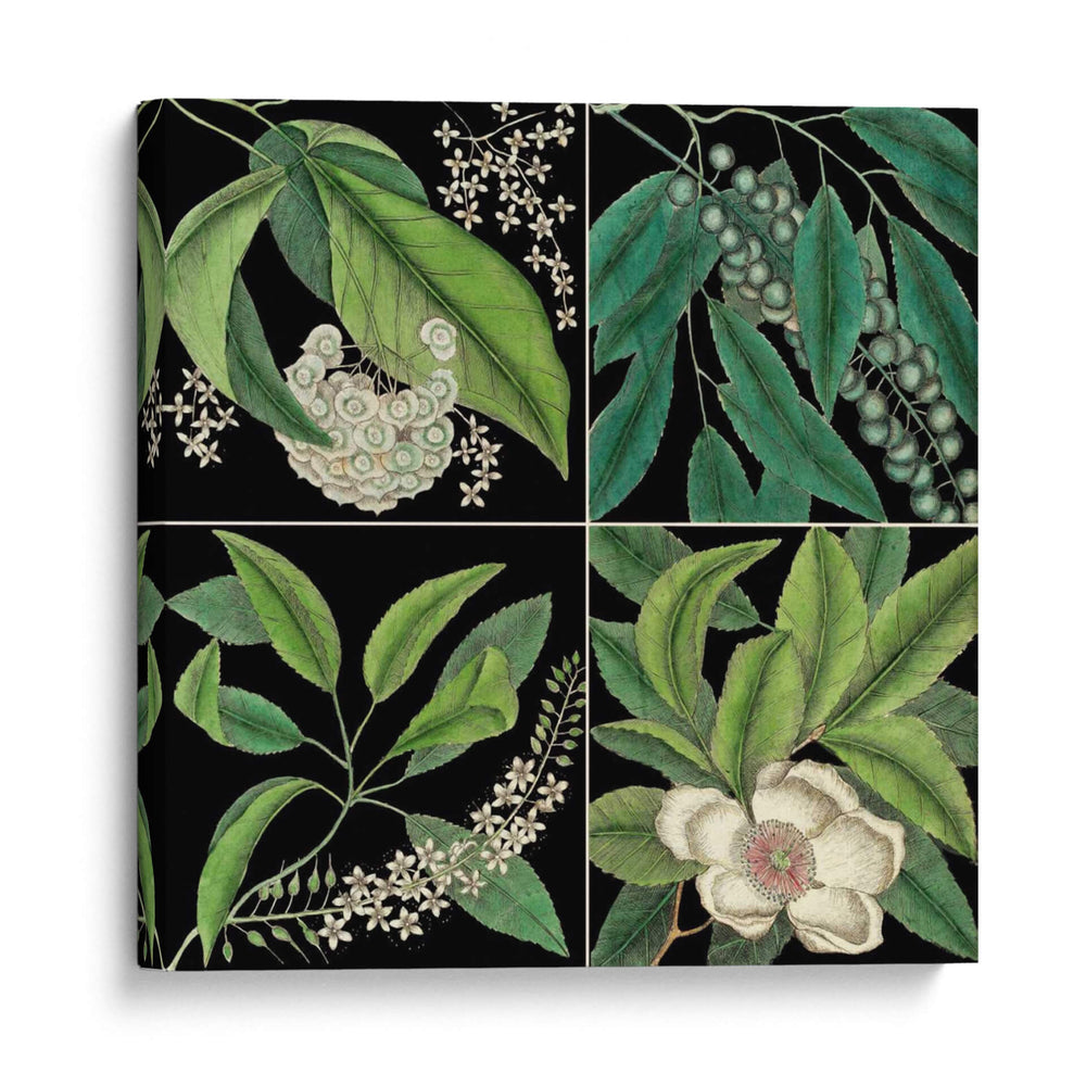 Gráfica Botánica Grid I - Mark Catesby | Cuadro decorativo de Canvas Lab