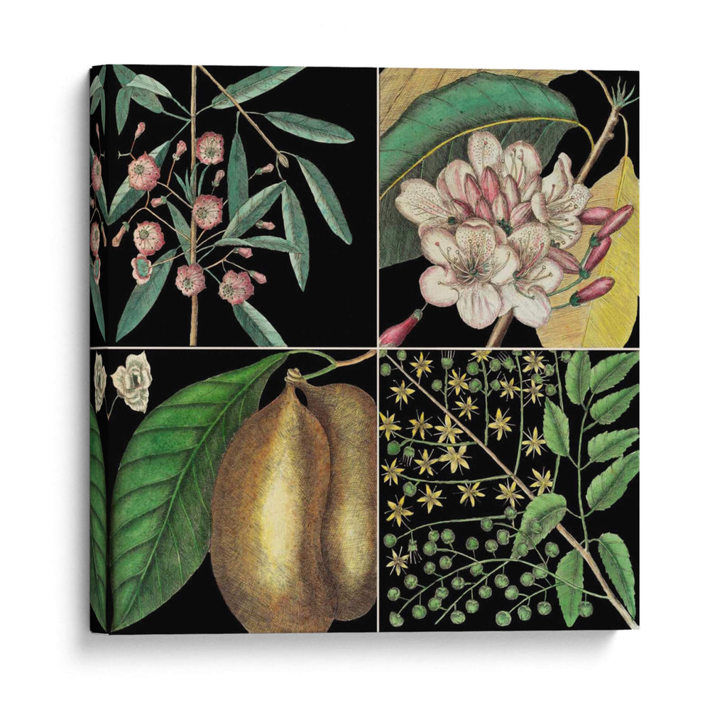 Gráfica Botánica Gráfica Ii - Mark Catesby | Cuadro decorativo de Canvas Lab