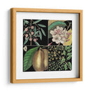 Gráfica Botánica Gráfica Ii - Mark Catesby | Cuadro decorativo de Canvas Lab