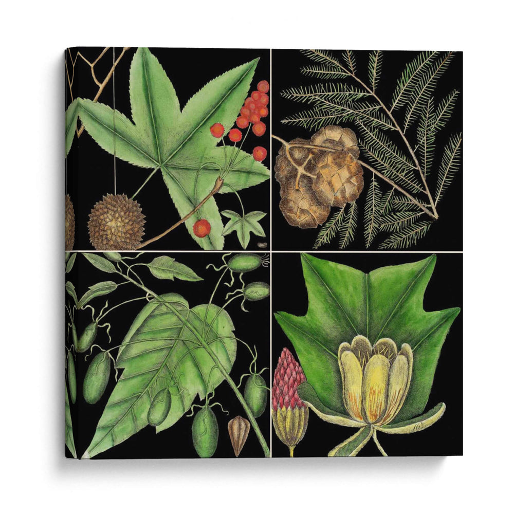 Gráfica Botánica Gráfica Iii - Mark Catesby | Cuadro decorativo de Canvas Lab