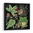 Gráfica Botánica Gráfica Iii - Mark Catesby | Cuadro decorativo de Canvas Lab
