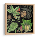 Gráfica Botánica Gráfica Iii - Mark Catesby | Cuadro decorativo de Canvas Lab