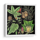Gráfica Botánica Gráfica Iii - Mark Catesby | Cuadro decorativo de Canvas Lab