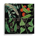 Gráfica Botánica Grid Iv - Mark Catesby | Cuadro decorativo de Canvas Lab