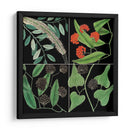 Gráfica Botánica Grid Iv - Mark Catesby | Cuadro decorativo de Canvas Lab