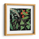 Gráfica Botánica Grid Iv - Mark Catesby | Cuadro decorativo de Canvas Lab