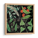 Gráfica Botánica Grid Iv - Mark Catesby | Cuadro decorativo de Canvas Lab