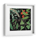 Gráfica Botánica Grid Iv - Mark Catesby | Cuadro decorativo de Canvas Lab