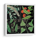 Gráfica Botánica Grid Iv - Mark Catesby | Cuadro decorativo de Canvas Lab