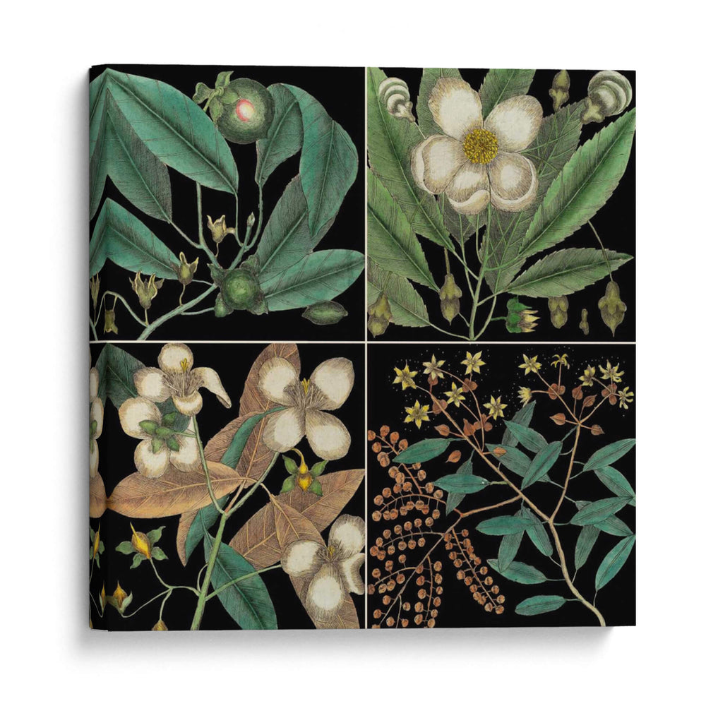 Gráfico Botánico Gráfico V - Mark Catesby | Cuadro decorativo de Canvas Lab