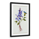 Salvia Miltiorrhiza I - Melissa Wang | Cuadro decorativo de Canvas Lab