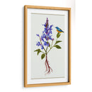 Salvia Miltiorrhiza I - Melissa Wang | Cuadro decorativo de Canvas Lab