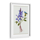 Salvia Miltiorrhiza I - Melissa Wang | Cuadro decorativo de Canvas Lab