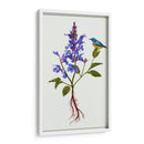 Salvia Miltiorrhiza I - Melissa Wang | Cuadro decorativo de Canvas Lab