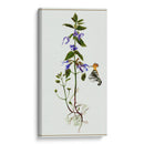 Salvia Miltiorrhiza Ii - Melissa Wang | Cuadro decorativo de Canvas Lab