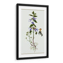 Salvia Miltiorrhiza Ii - Melissa Wang | Cuadro decorativo de Canvas Lab