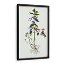 Salvia Miltiorrhiza Ii - Melissa Wang | Cuadro decorativo de Canvas Lab