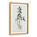 Salvia Miltiorrhiza Ii - Melissa Wang | Cuadro decorativo de Canvas Lab