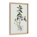 Salvia Miltiorrhiza Ii - Melissa Wang | Cuadro decorativo de Canvas Lab