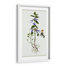 Salvia Miltiorrhiza Ii - Melissa Wang | Cuadro decorativo de Canvas Lab