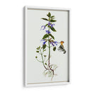Salvia Miltiorrhiza Ii - Melissa Wang | Cuadro decorativo de Canvas Lab