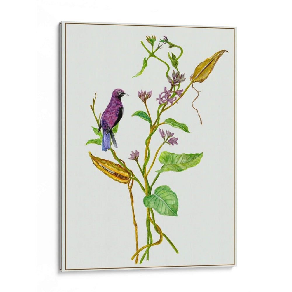 Metaplexis Japonica I - Melissa Wang | Cuadro decorativo de Canvas Lab