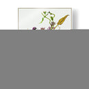 Metaplexis Japonica I - Melissa Wang | Cuadro decorativo de Canvas Lab