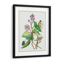 Metaplexis Japonica Ii - Melissa Wang | Cuadro decorativo de Canvas Lab