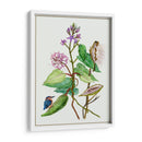 Metaplexis Japonica Ii - Melissa Wang | Cuadro decorativo de Canvas Lab