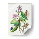 Metaplexis Japonica Ii - Melissa Wang | Cuadro decorativo de Canvas Lab