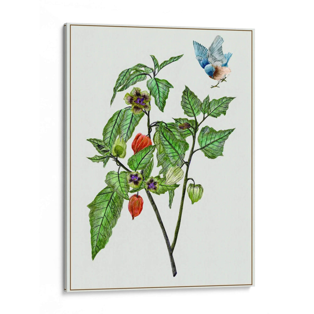 Cape Groseleberry I - Melissa Wang | Cuadro decorativo de Canvas Lab