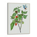Cape Groseleberry I - Melissa Wang | Cuadro decorativo de Canvas Lab