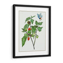 Cape Groseleberry I - Melissa Wang | Cuadro decorativo de Canvas Lab