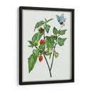Cape Groseleberry I - Melissa Wang | Cuadro decorativo de Canvas Lab
