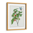 Cape Groseleberry I - Melissa Wang | Cuadro decorativo de Canvas Lab