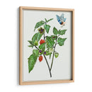Cape Groseleberry I - Melissa Wang | Cuadro decorativo de Canvas Lab