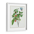 Cape Groseleberry I - Melissa Wang | Cuadro decorativo de Canvas Lab