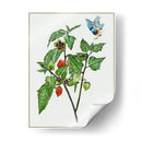 Cape Groseleberry I - Melissa Wang | Cuadro decorativo de Canvas Lab