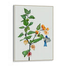 Cape Grososeberry Ii - Melissa Wang | Cuadro decorativo de Canvas Lab