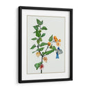 Cape Grososeberry Ii - Melissa Wang | Cuadro decorativo de Canvas Lab