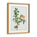 Cape Grososeberry Ii - Melissa Wang | Cuadro decorativo de Canvas Lab