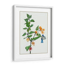 Cape Grososeberry Ii - Melissa Wang | Cuadro decorativo de Canvas Lab