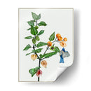 Cape Grososeberry Ii - Melissa Wang | Cuadro decorativo de Canvas Lab