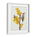 Chimonanthus Praecox Ii - Melissa Wang | Cuadro decorativo de Canvas Lab