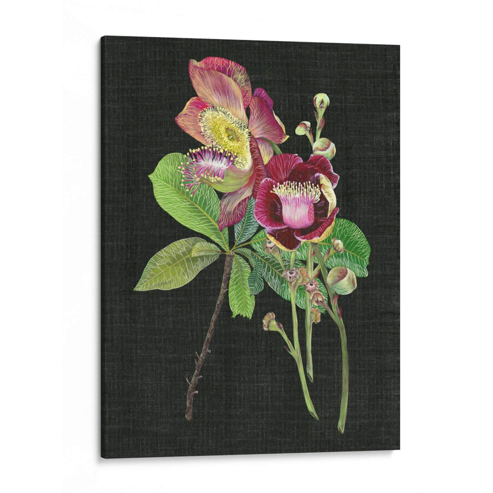 Coutaupita Guianensis Ii - Melissa Wang | Cuadro decorativo de Canvas Lab